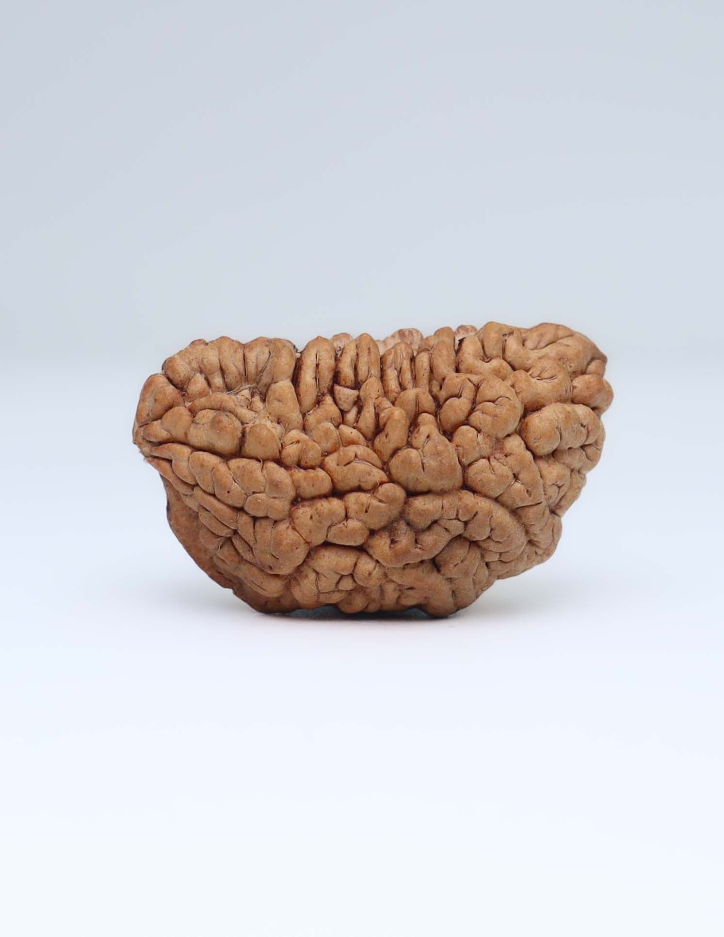 One Mukhi Half Moon Shaped Rudraksha