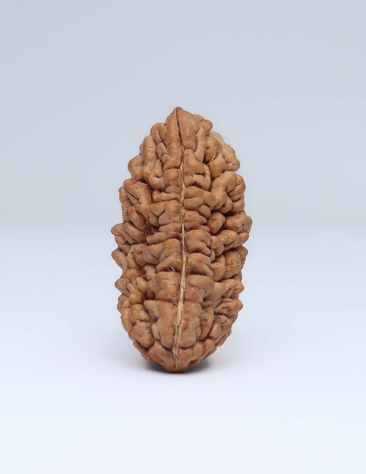 One Mukhi Half Moon Shaped Rudraksha