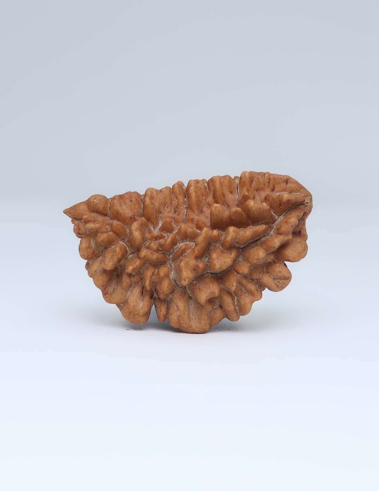 One Mukhi Half Moon Shaped Rudraksha