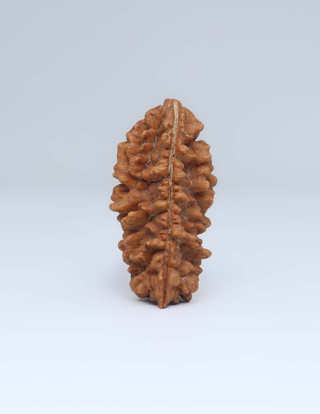 One Mukhi Half Moon Shaped Rudraksha