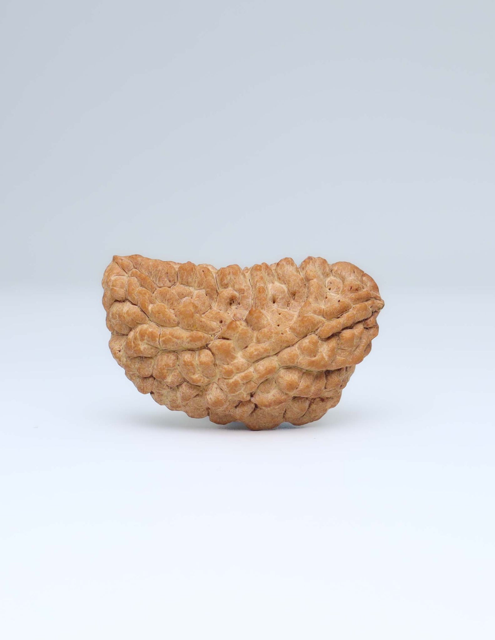Moon Rakisha Original 1 Mukhi Half Moon Rudraksha | Rudradharma