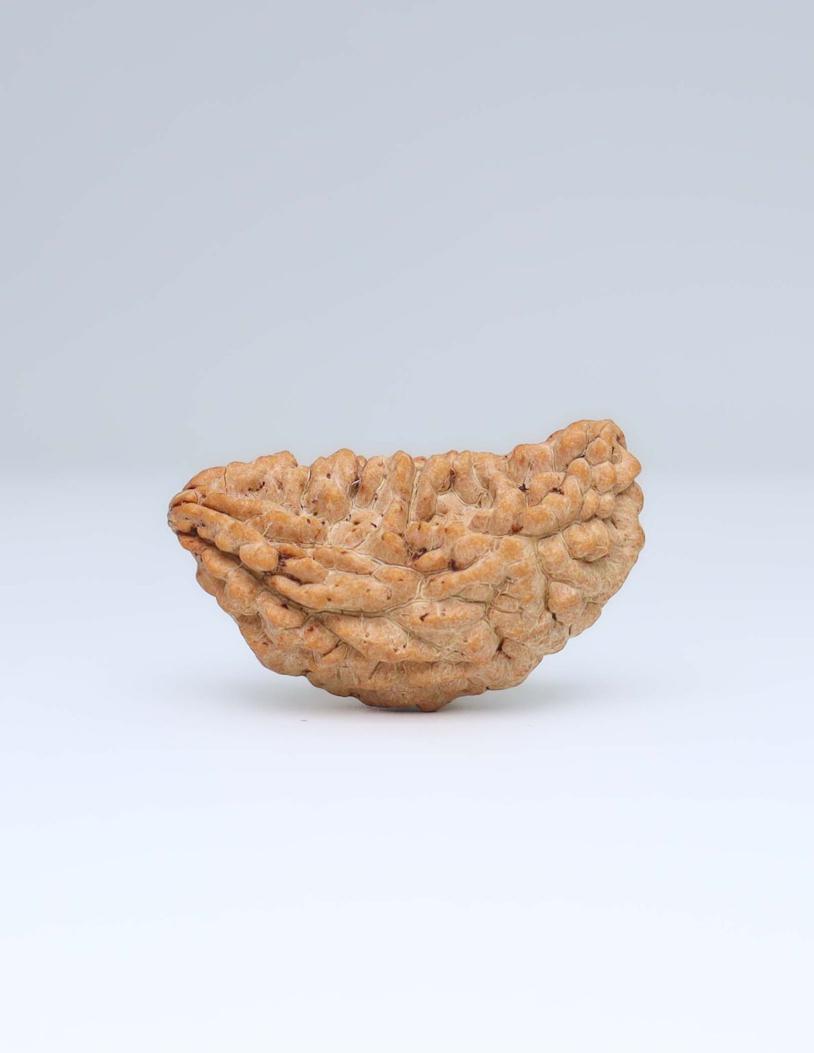 Moon Rakisha Original 1 Mukhi Half Moon Rudraksha | Rudradharma