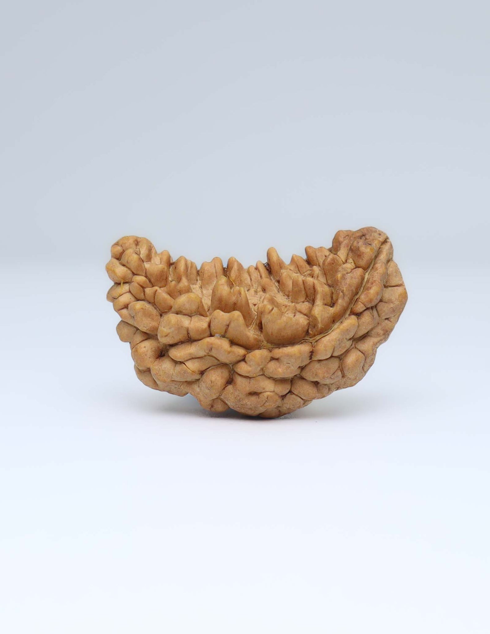 One Mukhi Half Moon Shaped Rudraksha