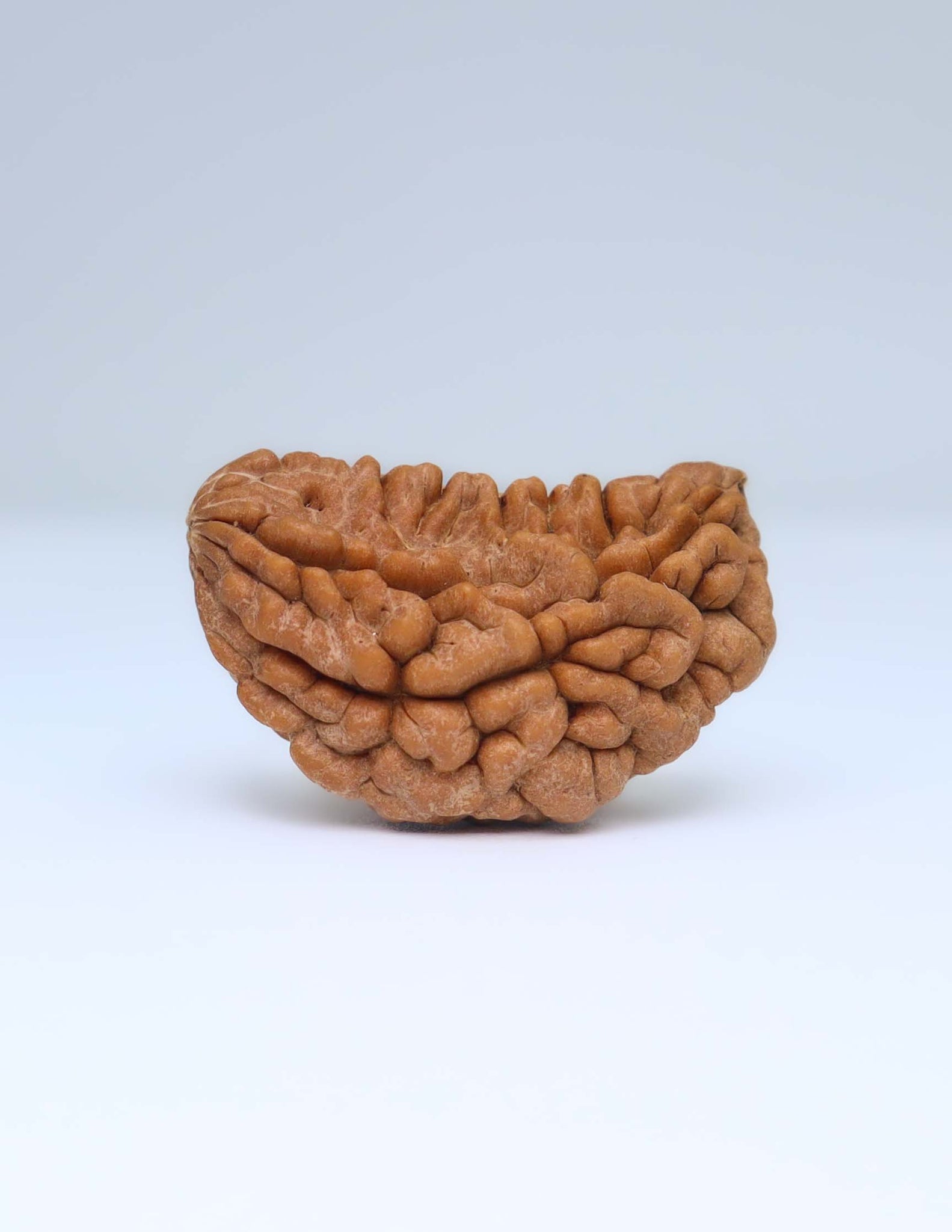 One Mukhi Half Moon Shaped Rudraksha