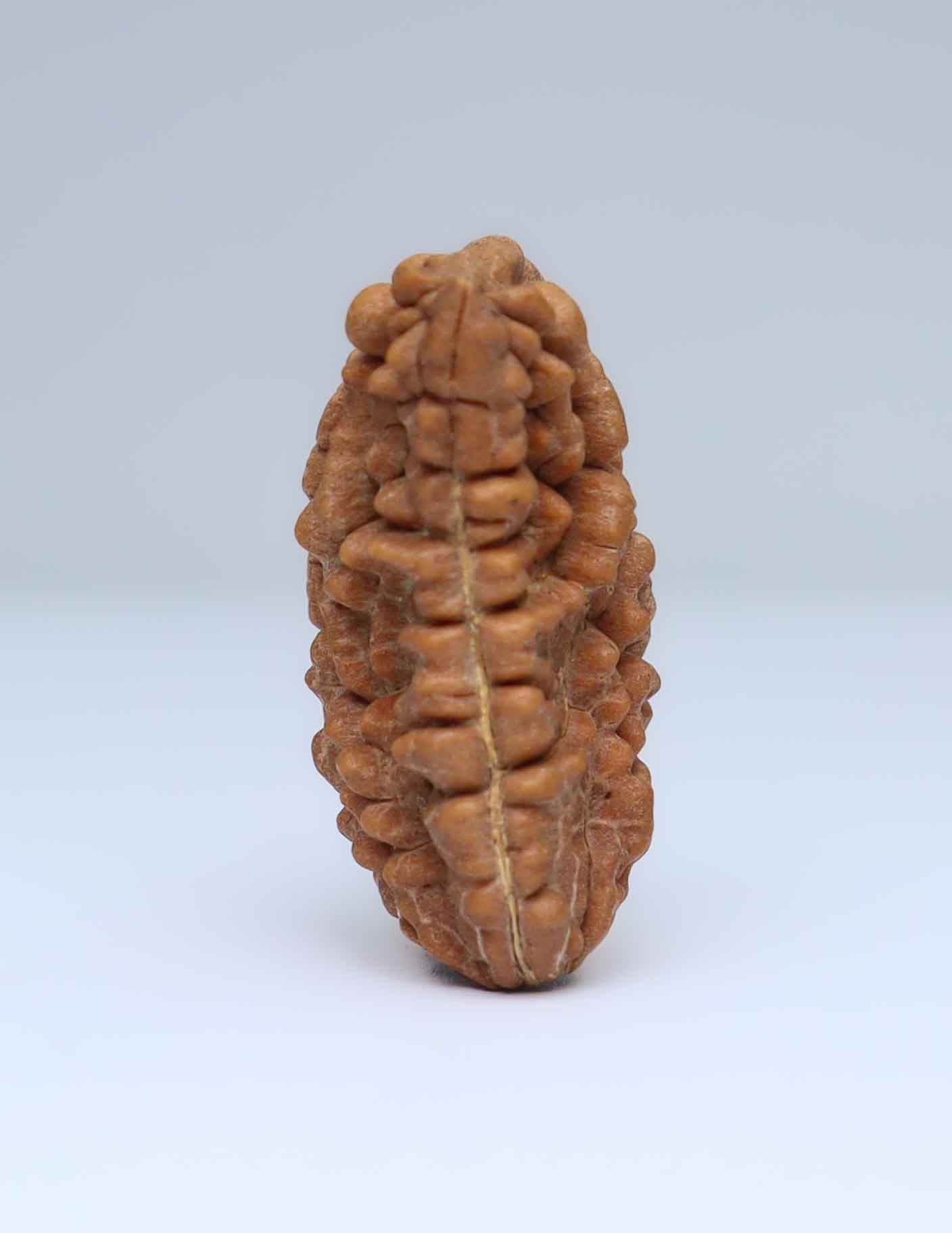 One Mukhi Half Moon Shaped Rudraksha