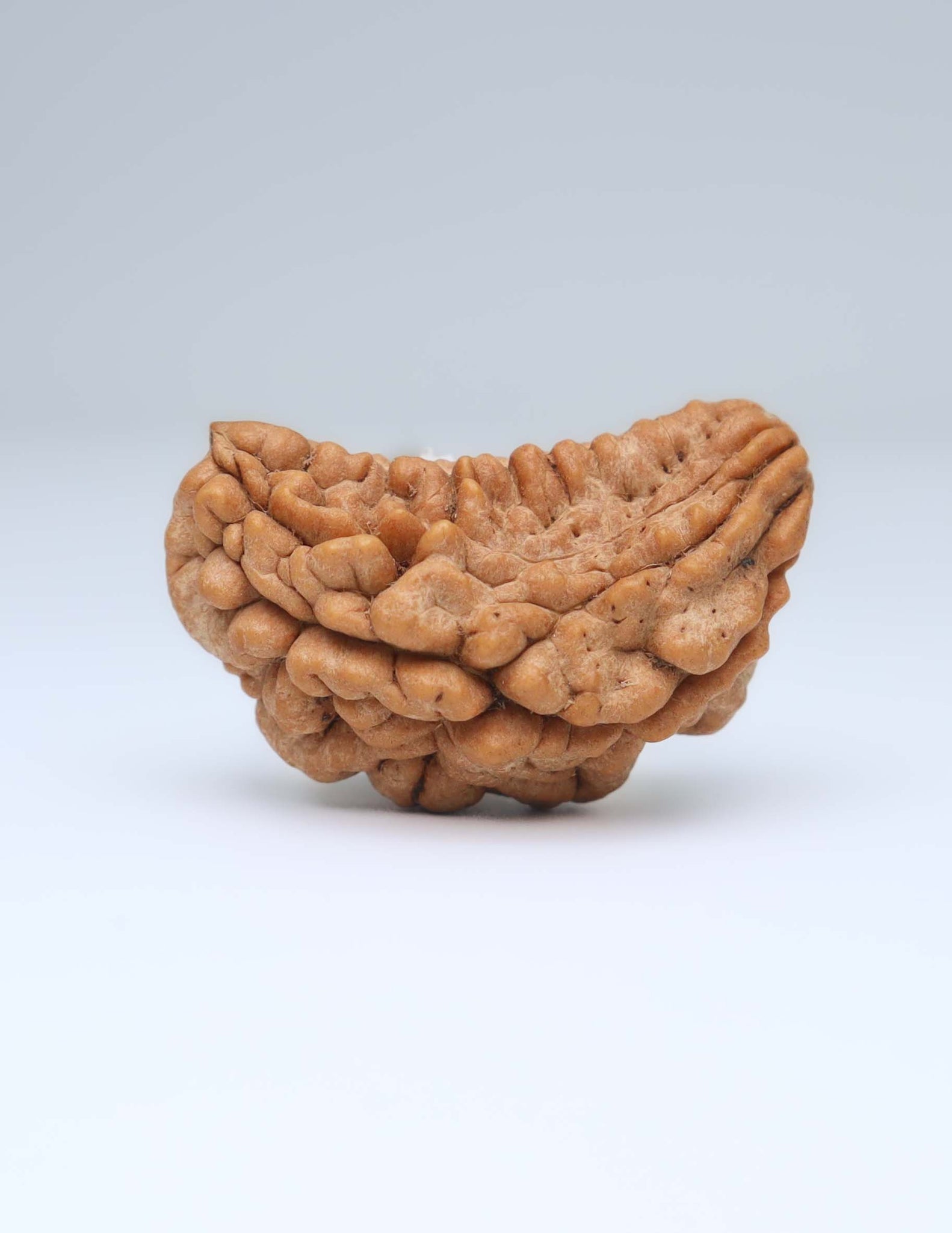 One Mukhi Half Moon Shaped Rudraksha