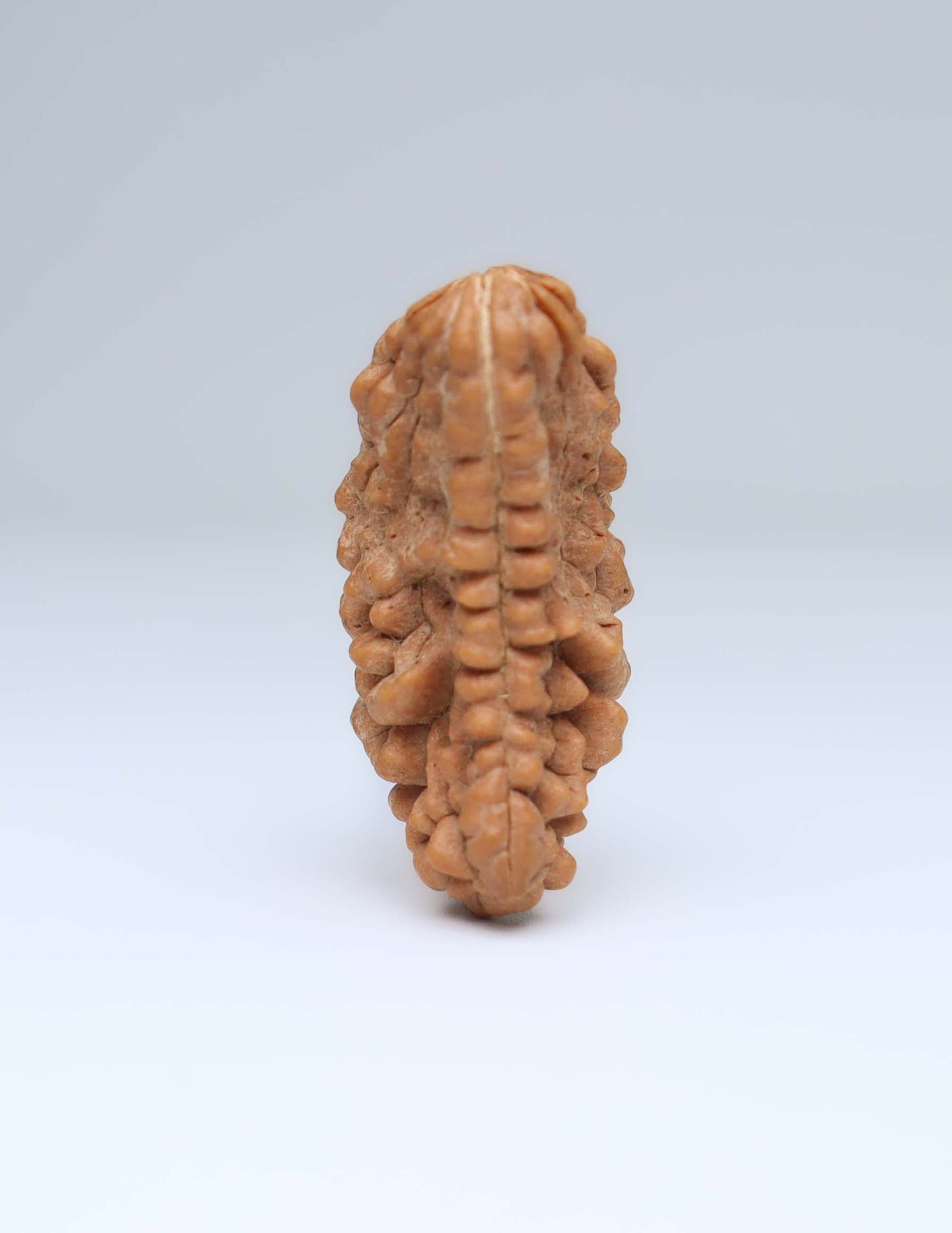 One Mukhi Half Moon Shaped Rudraksha