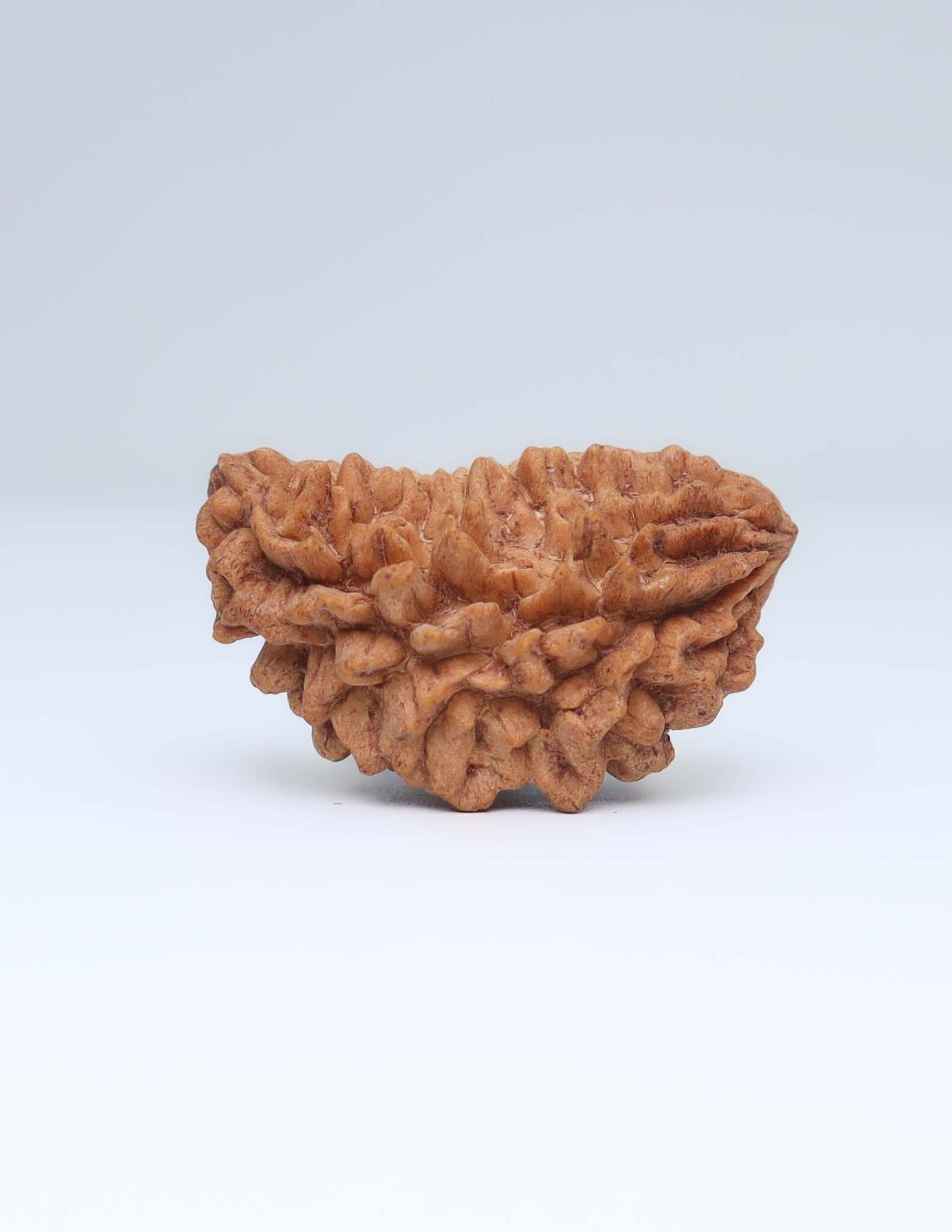 One Mukhi Half Moon Shaped Rudraksha