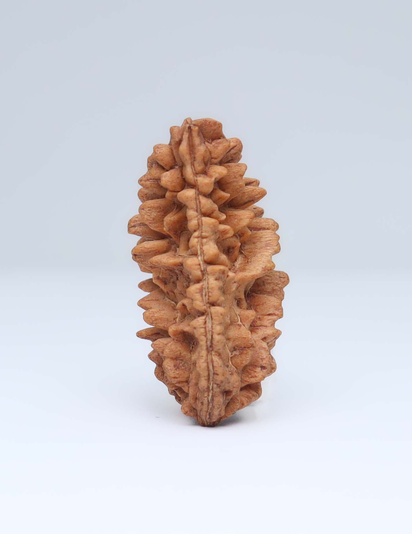 One Mukhi Half Moon Shaped Rudraksha