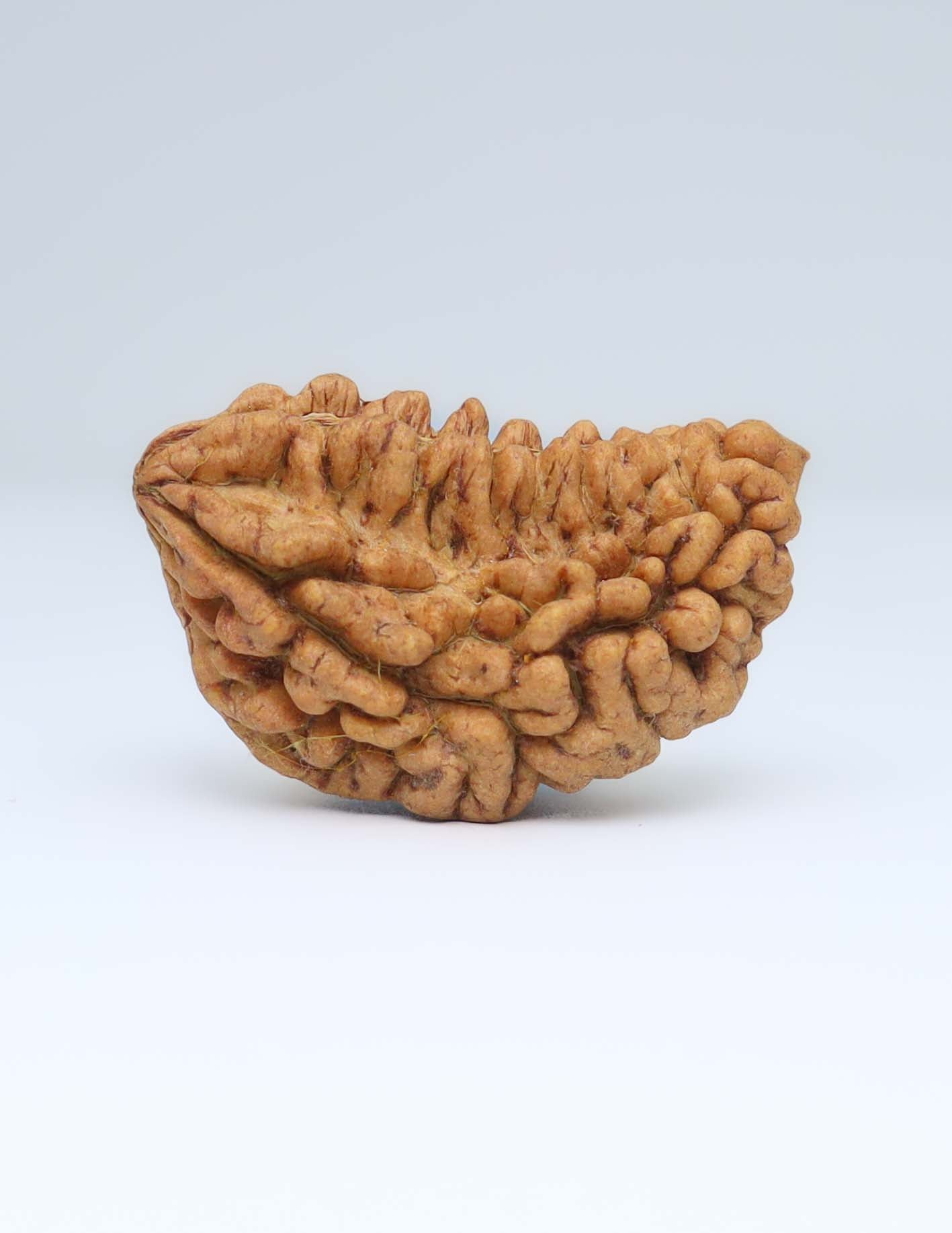 Moon Rakisha Original 1 Mukhi Half Moon Rudraksha | Rudradharma