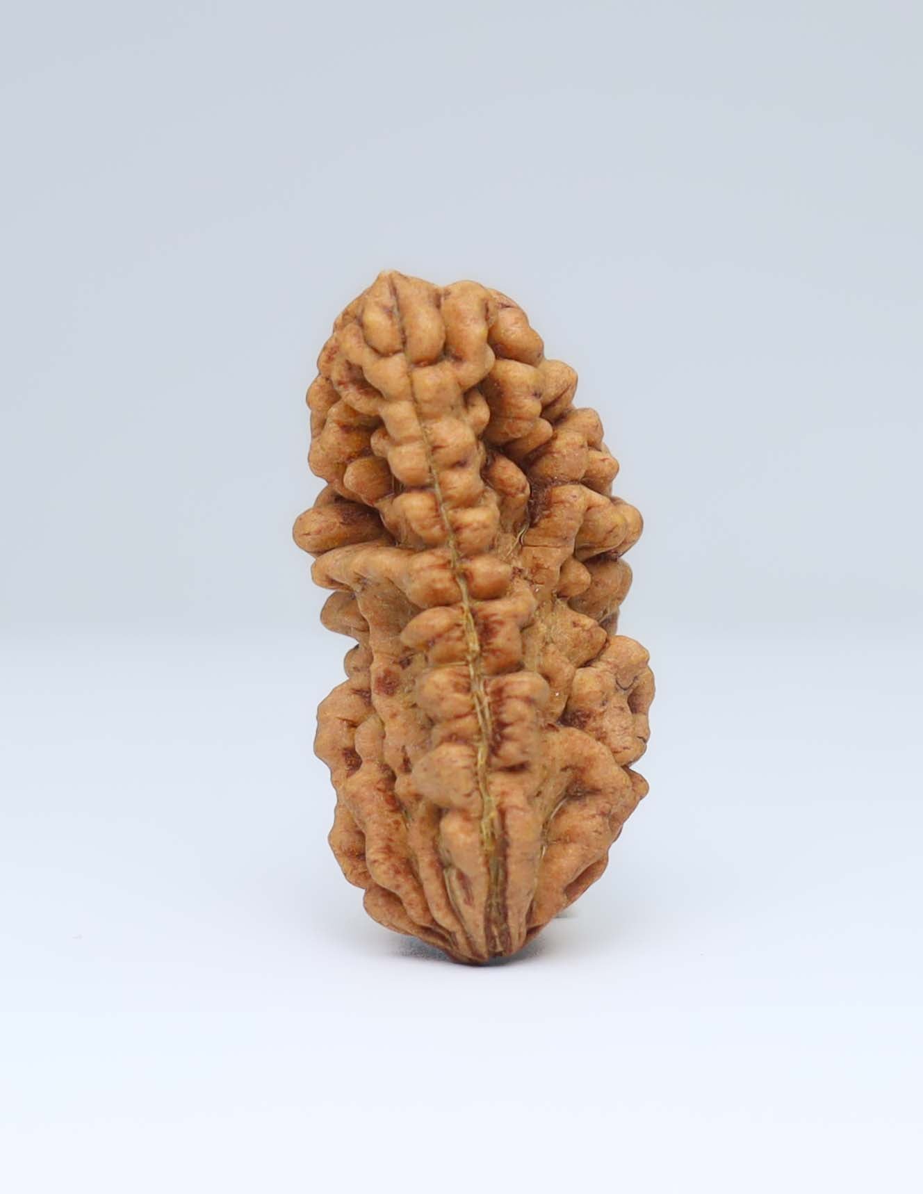 One Mukhi Half Moon Shaped Rudraksha