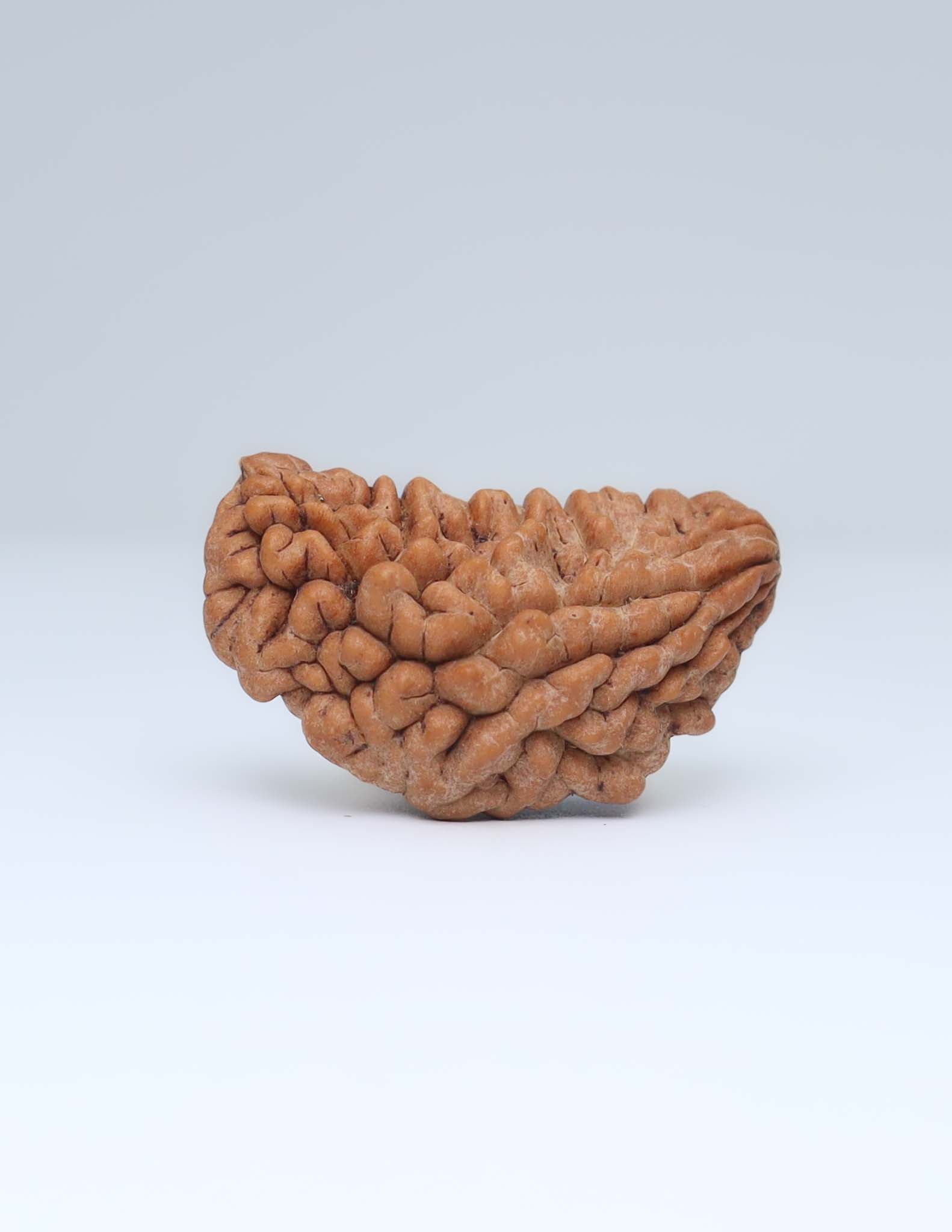 Moon Rakisha Original 1 Mukhi Half Moon Rudraksha | Rudradharma