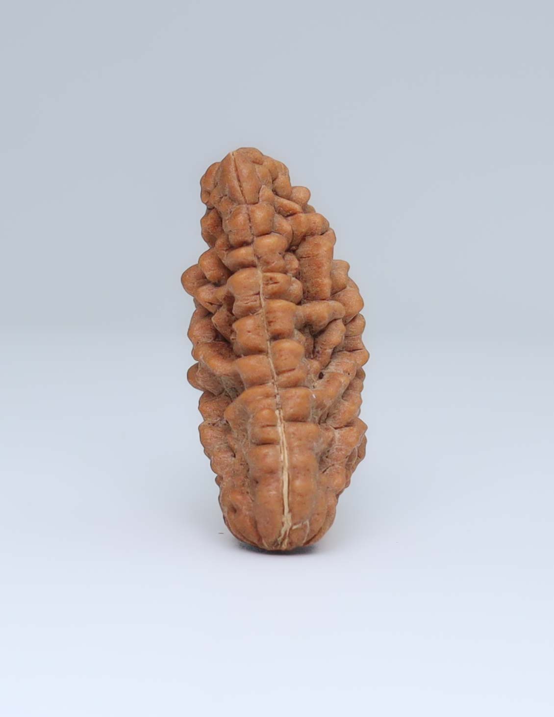 Moon Rakisha Original 1 Mukhi Half Moon Rudraksha | Rudradharma