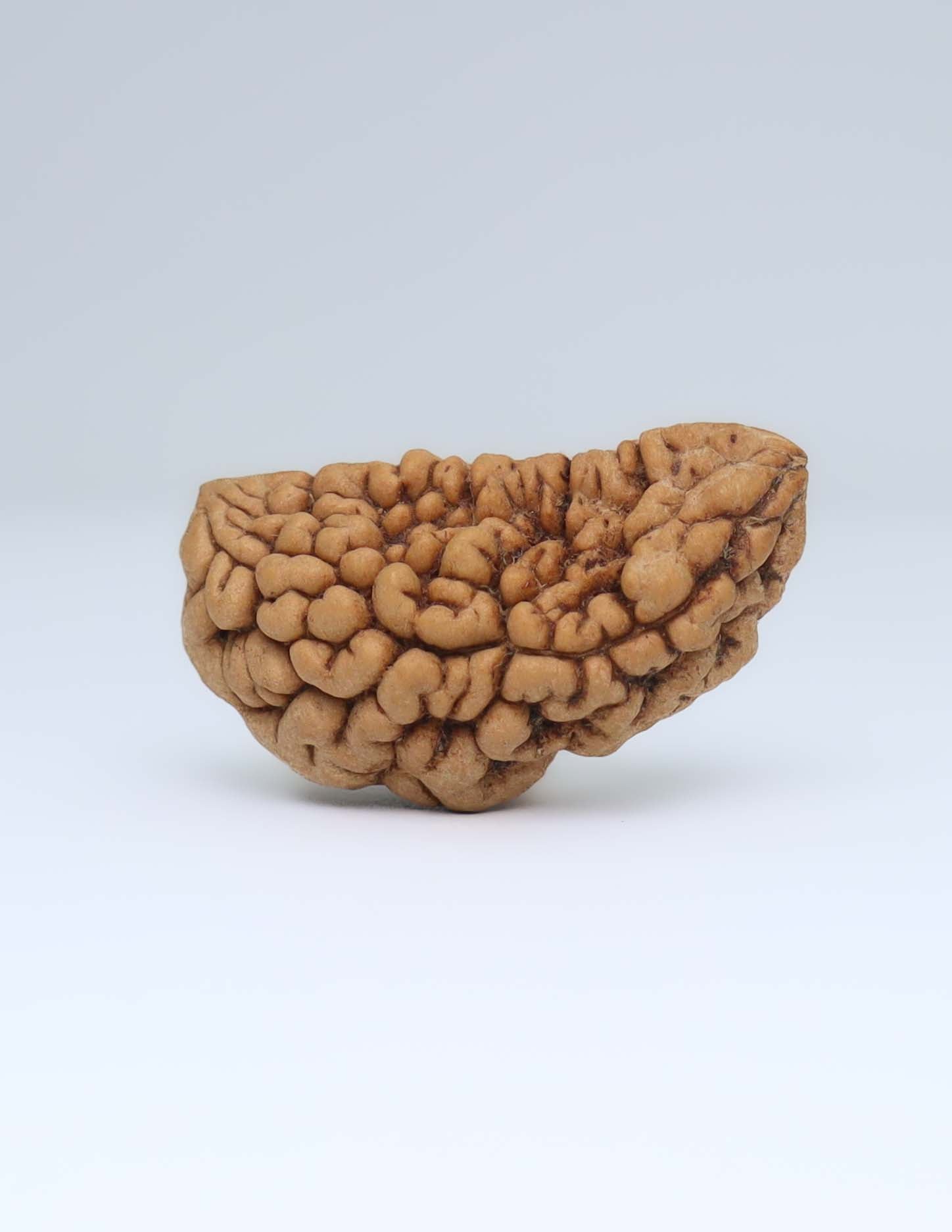 One Mukhi Half Moon Shaped Rudraksha