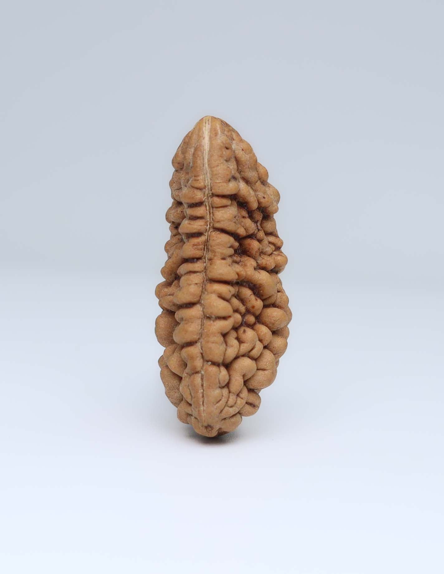 Moon Rakisha Original 1 Mukhi Half Moon Rudraksha | Rudradharma