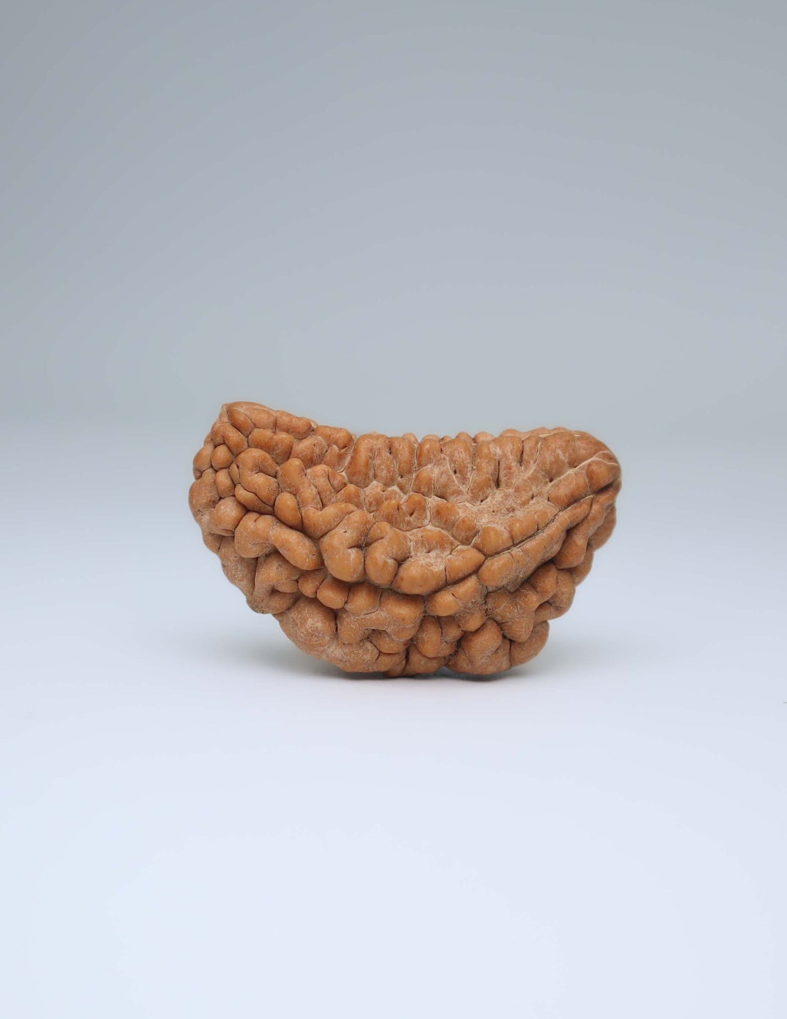 One Mukhi Half Moon Shaped Rudraksha