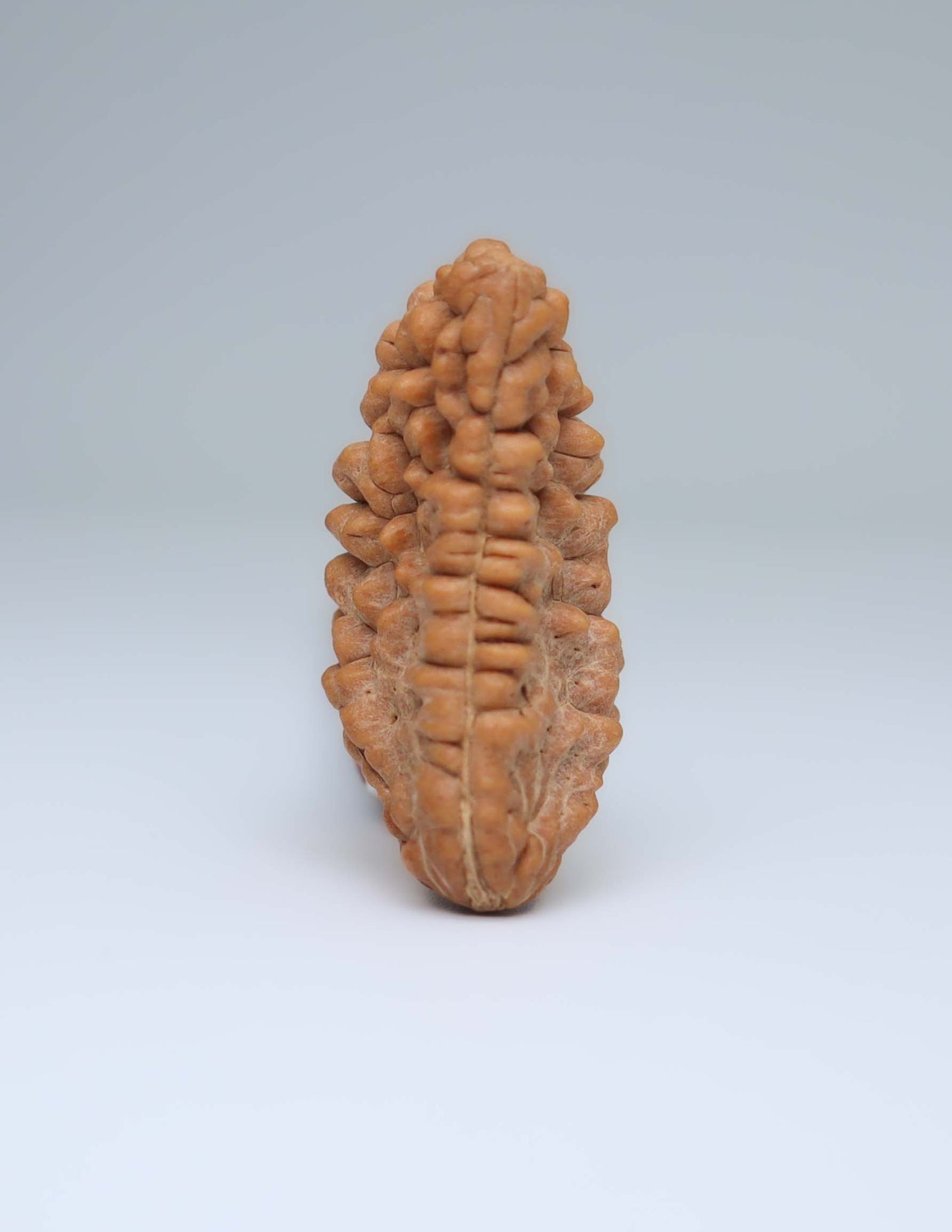 Moon Rakisha Original 1 Mukhi Half Moon Rudraksha | Rudradharma