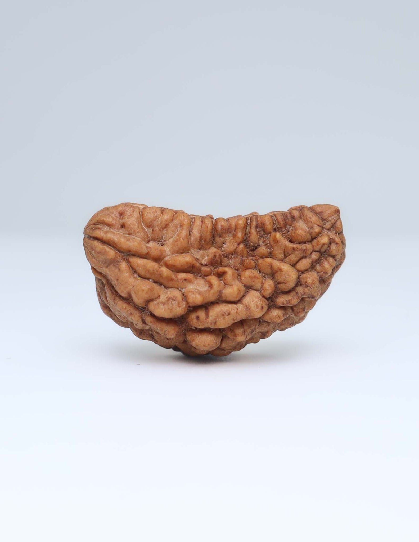 One Mukhi Half Moon Shaped Rudraksha