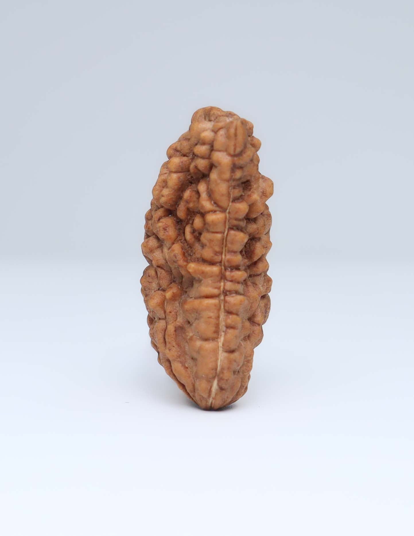 One Mukhi Half Moon Shaped Rudraksha