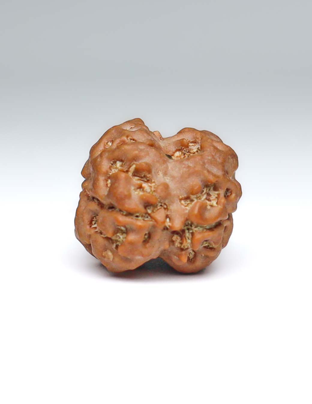 2 Mukhi Nepali Rudraksha