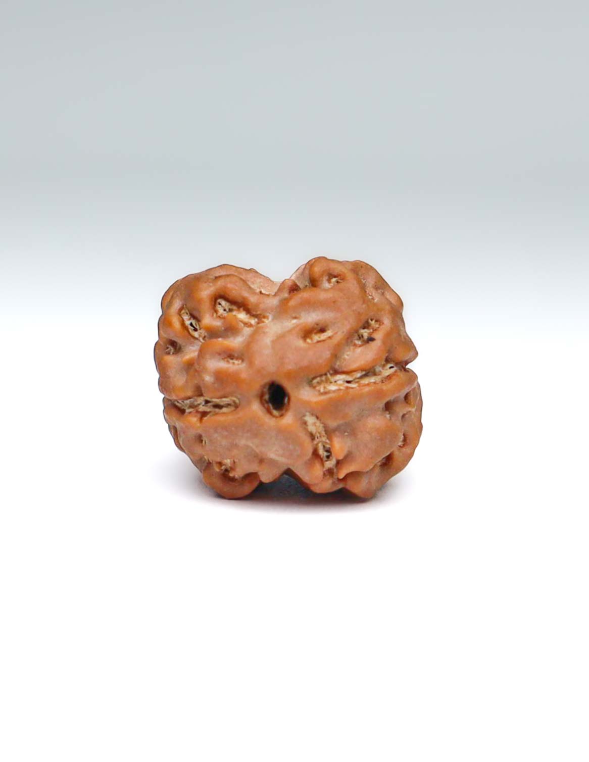 2 Mukhi Nepali Rudraksha