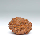 2 Mukhi Nepali Rudraksha