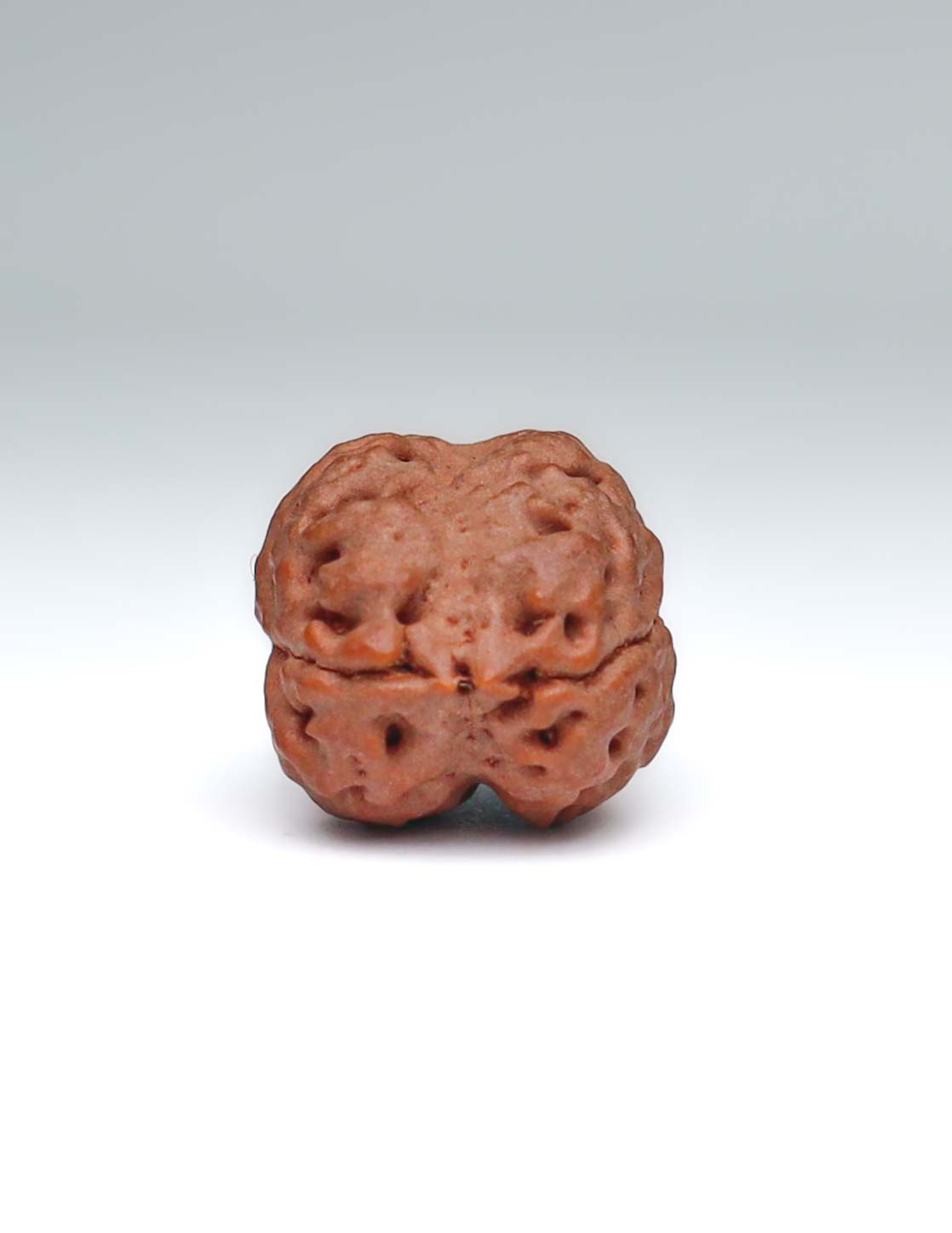 2 Mukhi Nepali Rudraksha