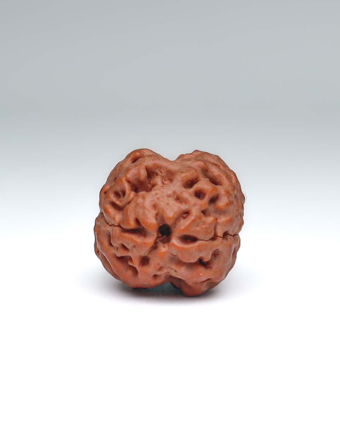 2 Mukhi Nepali Rudraksha