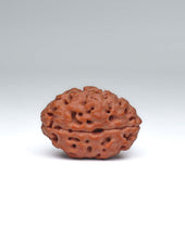 2 Mukhi Nepali Rudraksha