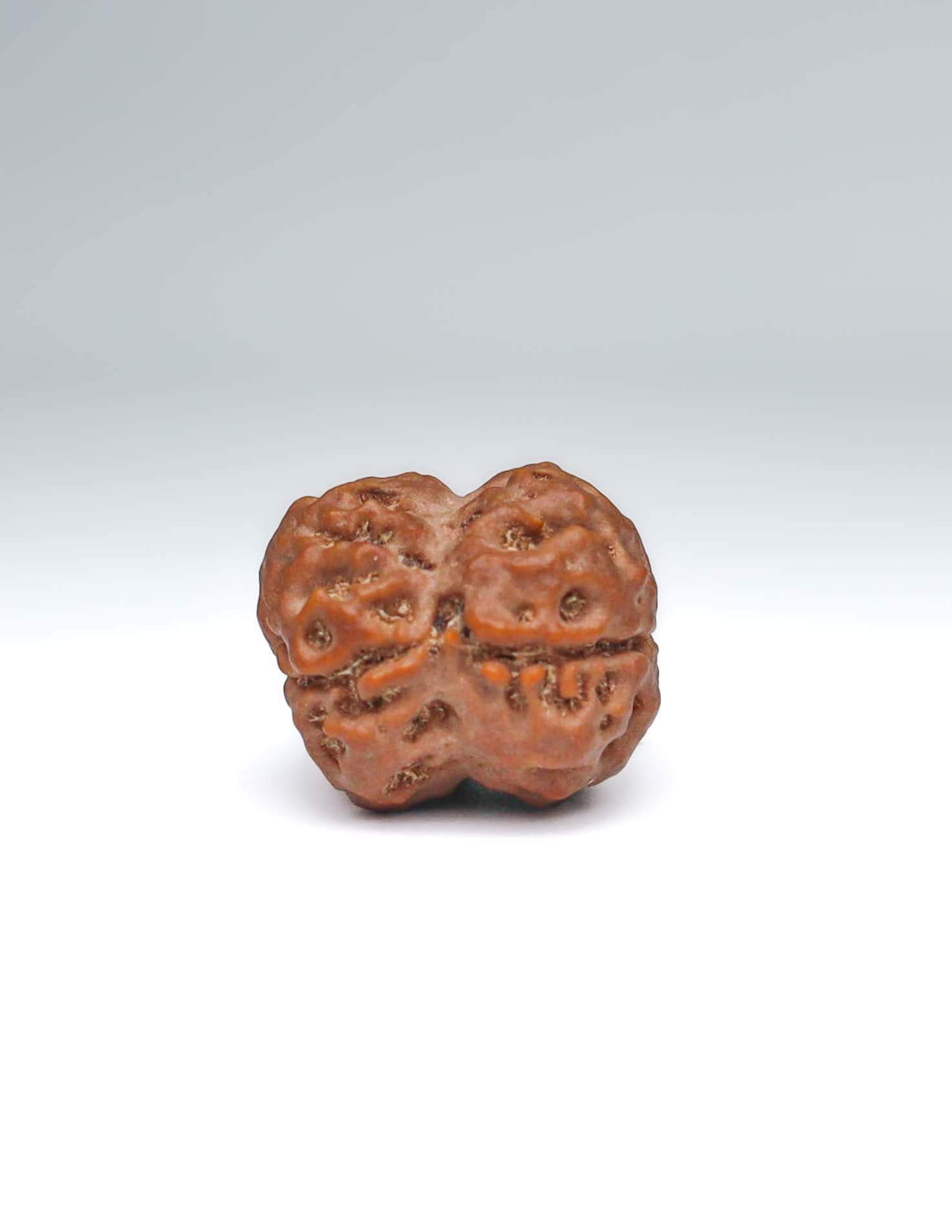 2 Mukhi Nepali Rudraksha