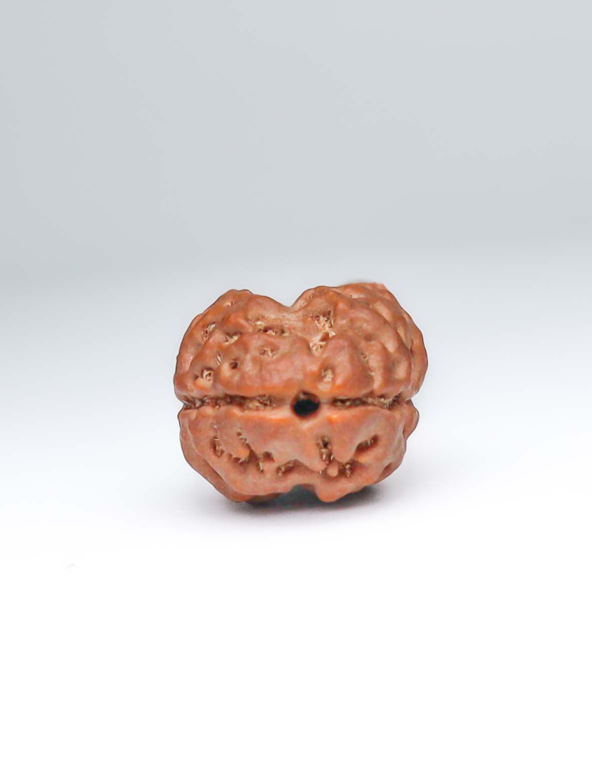 2 Mukhi Nepali Rudraksha