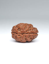 2 Mukhi Nepali Rudraksha