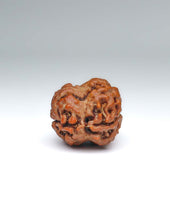 2 Mukhi Nepali Rudraksha