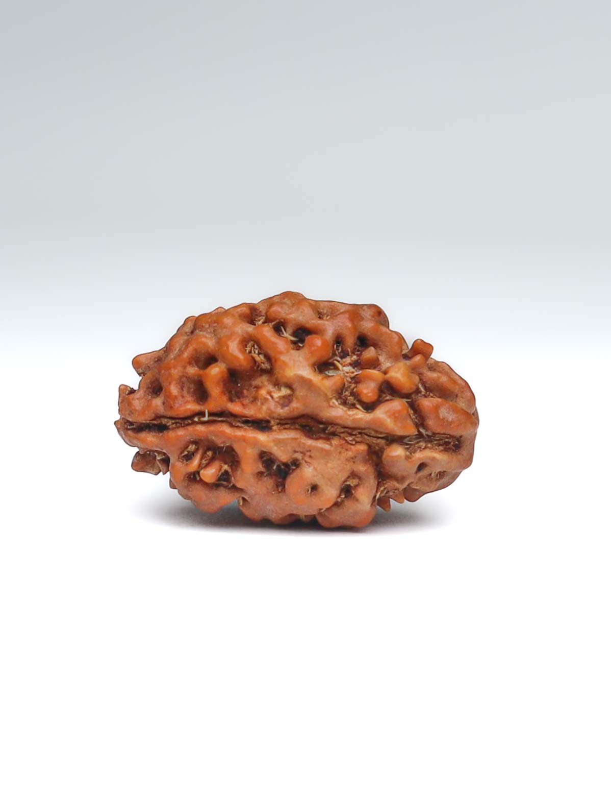 2 Mukhi Nepali Rudraksha