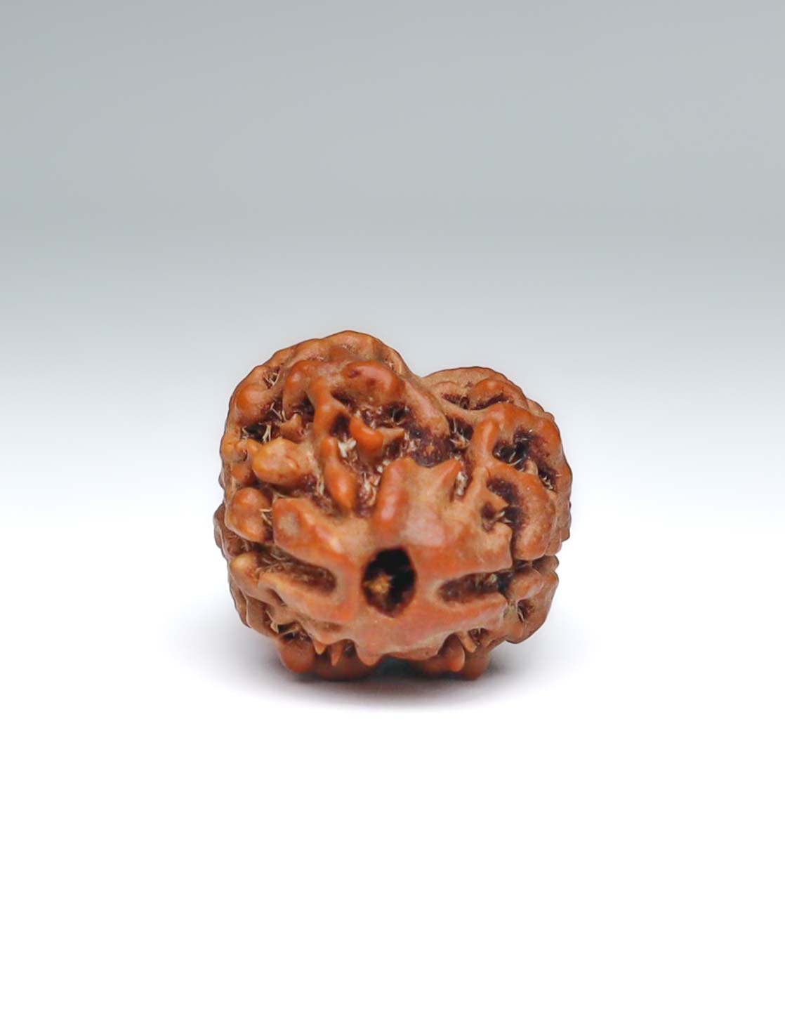 2 Mukhi Nepali Rudraksha