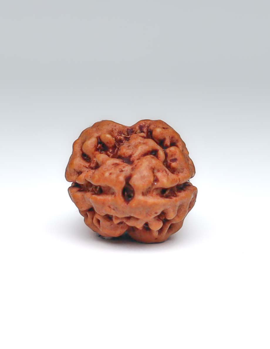 2 Mukhi Nepali Rudraksha