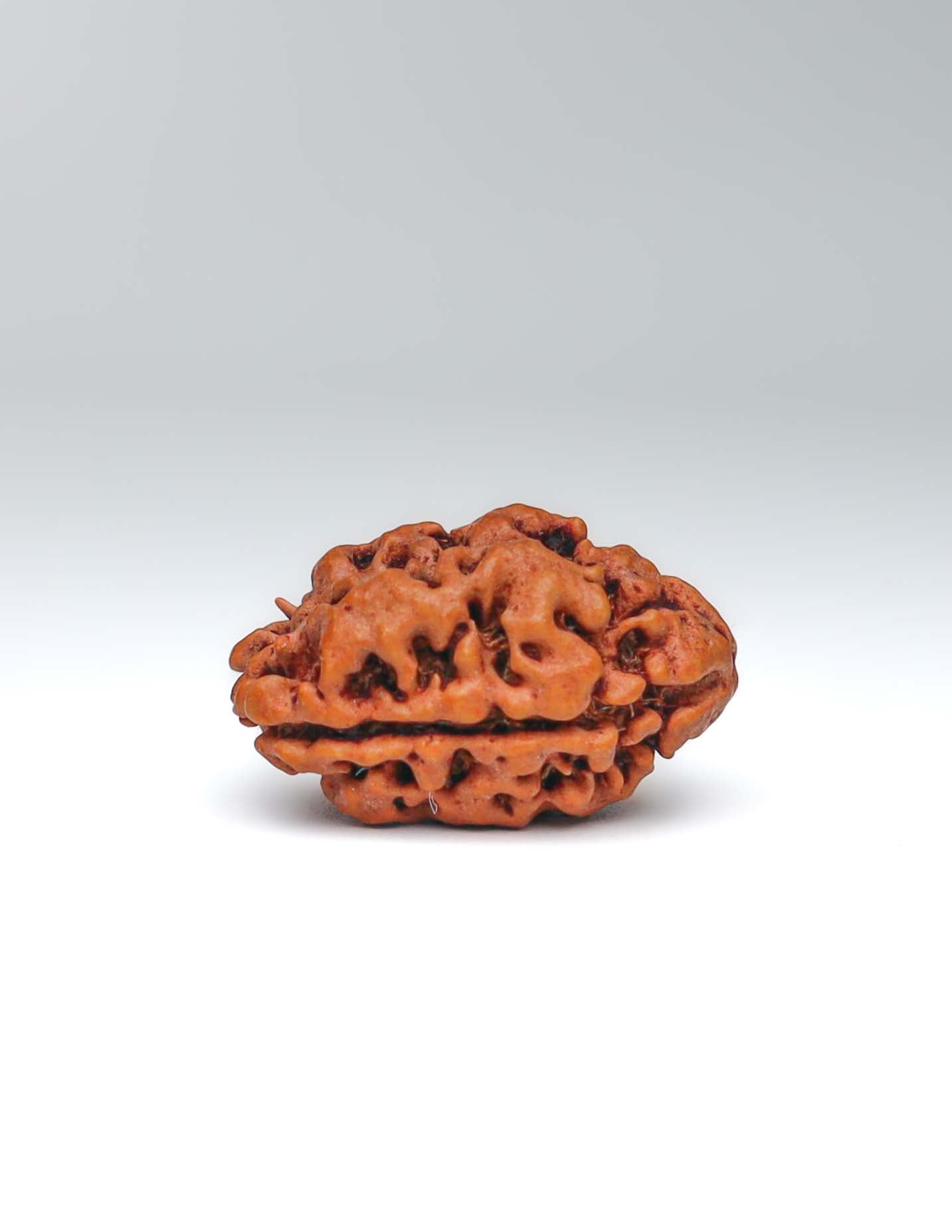 2 Mukhi Nepali Rudraksha