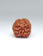 2 Mukhi Nepali Rudraksha