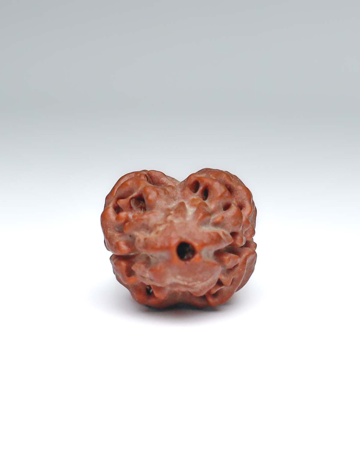 2 Mukhi Nepali Rudraksha