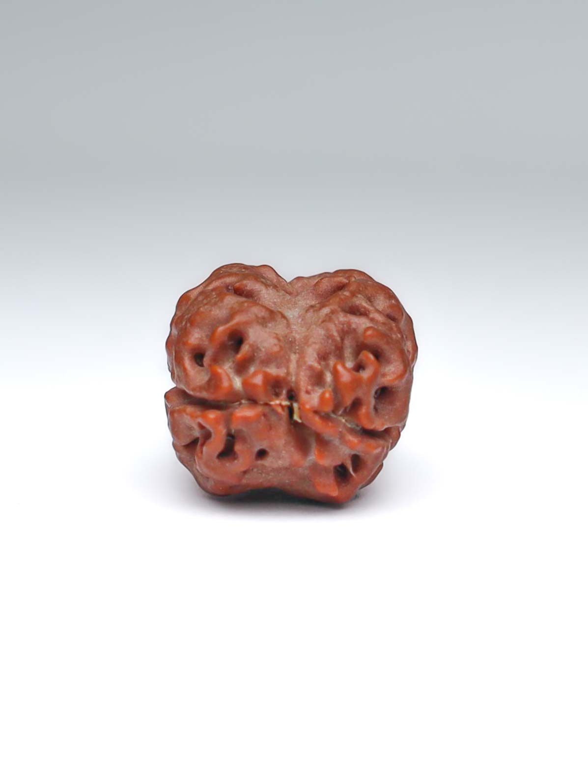 2 Mukhi Nepali Rudraksha