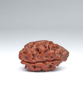 2 Mukhi Nepali Rudraksha