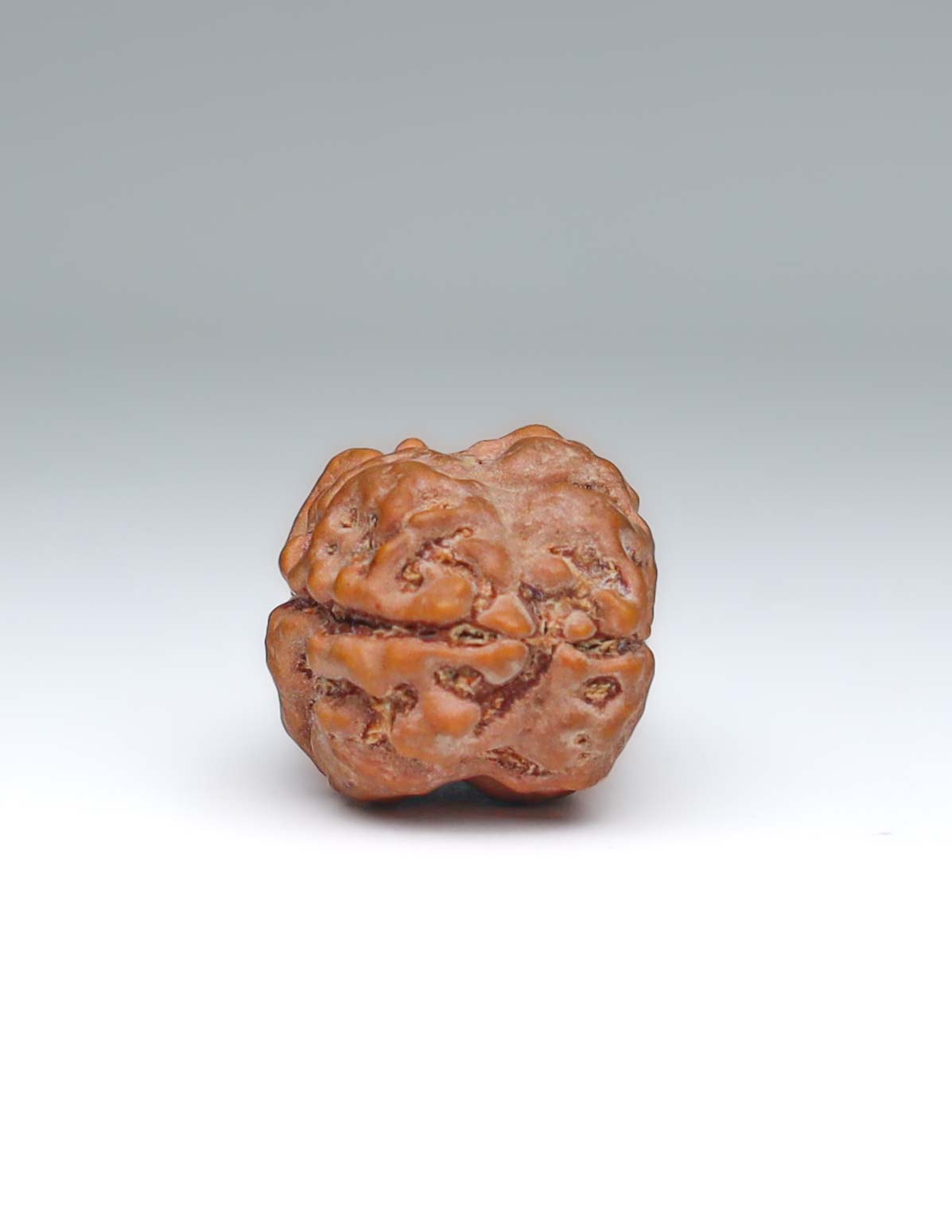 2 Mukhi Nepali Rudraksha