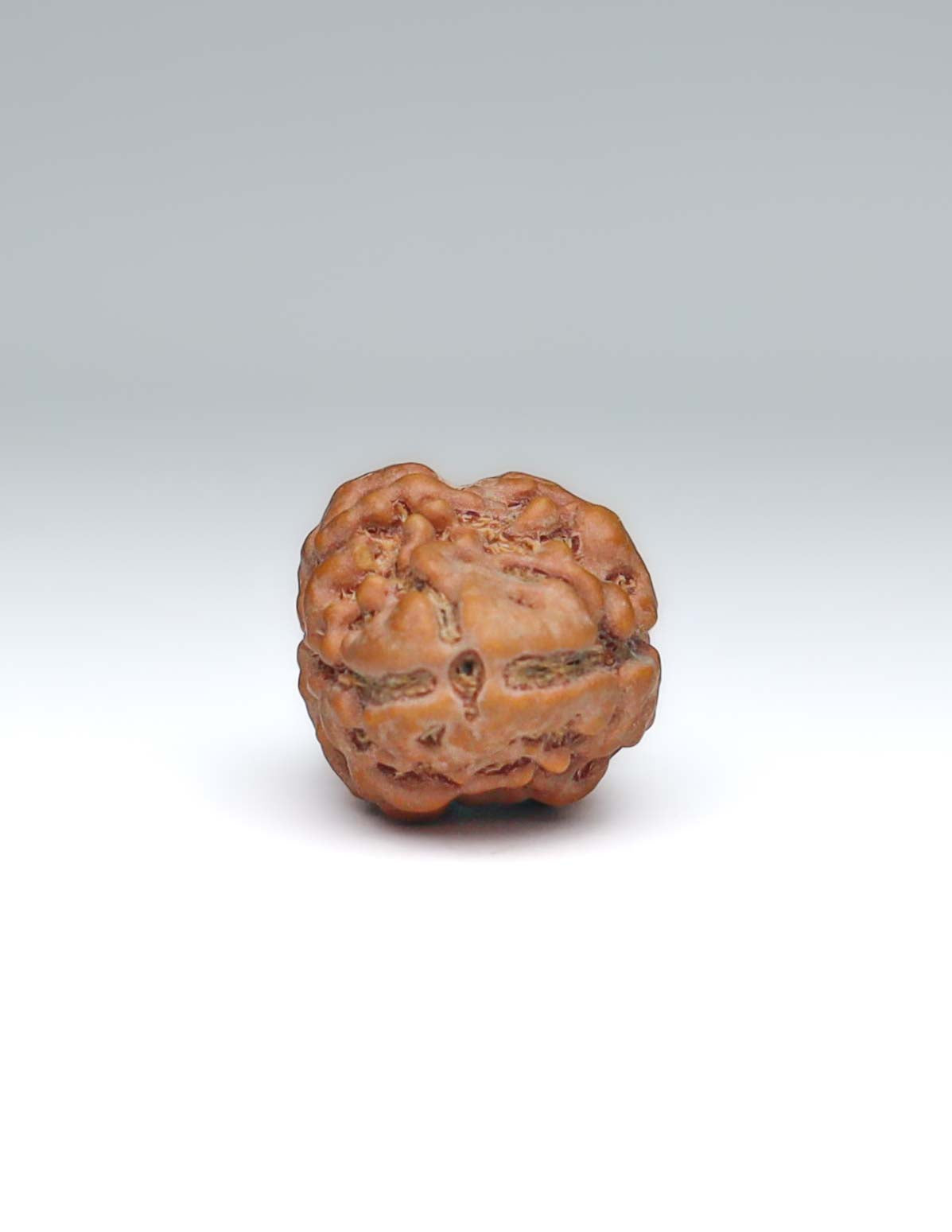 2 Mukhi Nepali Rudraksha