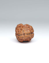 2 Mukhi Nepali Rudraksha