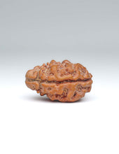 2 Mukhi Nepali Rudraksha