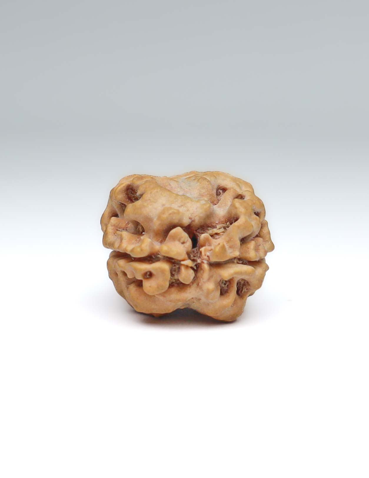 2 Mukhi Nepali Rudraksha