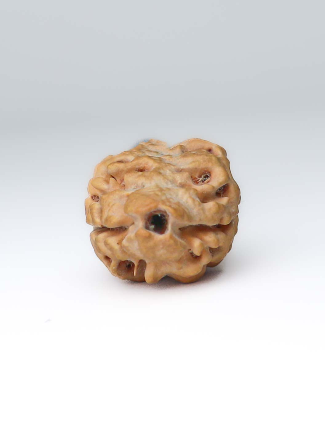 2 Mukhi Nepali Rudraksha