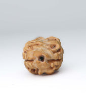 2 Mukhi Nepali Rudraksha