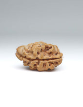 2 Mukhi Nepali Rudraksha