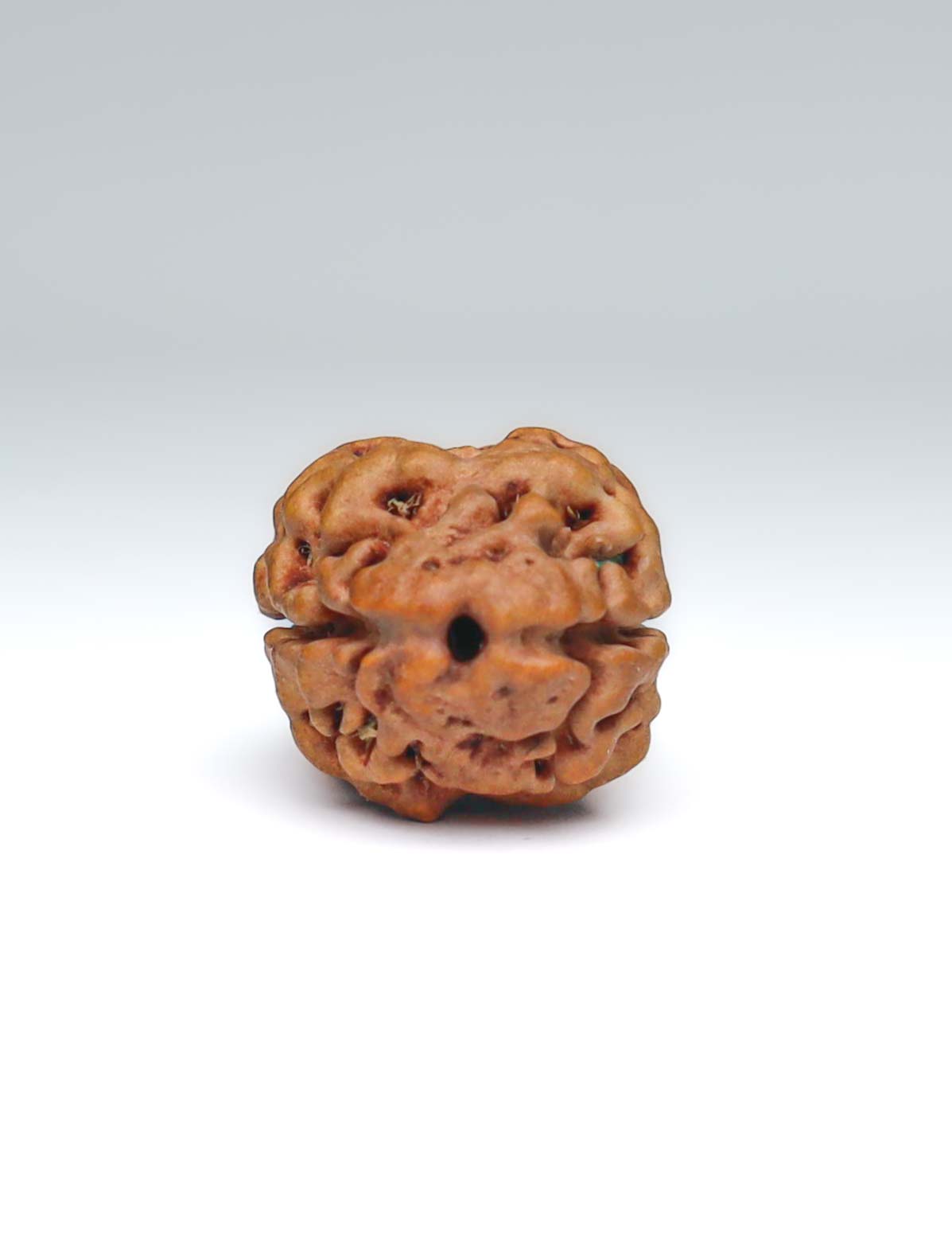 2 Mukhi Nepali Rudraksha